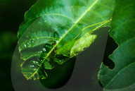 Round-headed Katydid Nymph Camouflaged - False Katydid - Leaf Katydid - Animal India
