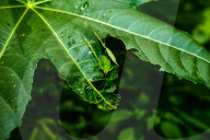 Round-headed Katydid Nymph Camouflaged - False Katydid - Leaf Katydid - Animal India