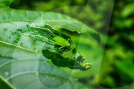 Round-headed Katydid Nymph Camouflaged - False Katydid - Leaf Katydid - Animal India