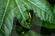 Round-headed Katydid Nymph Camouflaged - False Katydid - Leaf Katydid - Animal India