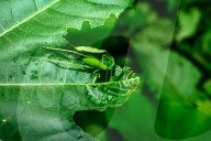 Round-headed Katydid Nymph Camouflaged - False Katydid - Leaf Katydid - Animal India