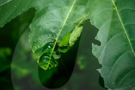 Round-headed Katydid Nymph Camouflaged - False Katydid - Leaf Katydid - Animal India