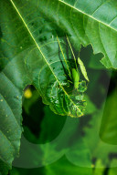 Round-headed Katydid Nymph Camouflaged - False Katydid - Leaf Katydid - Animal India