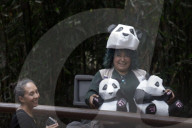 35th Birthday Celebration For A Giant Panda Xin Xin