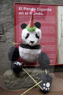 35th Birthday Celebration For A Giant Panda Xin Xin