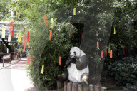 35th Birthday Celebration For A Giant Panda Xin Xin