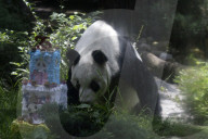 35th Birthday Celebration For A Giant Panda Xin Xin