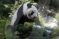 35th Birthday Celebration For A Giant Panda Xin Xin