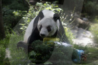 35th Birthday Celebration For A Giant Panda Xin Xin