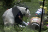 35th Birthday Celebration For A Giant Panda Xin Xin