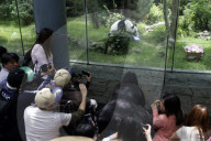 35th Birthday Celebration For A Giant Panda Xin Xin