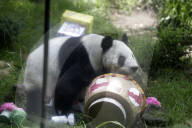 35th Birthday Celebration For A Giant Panda Xin Xin