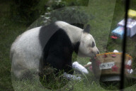 35th Birthday Celebration For A Giant Panda Xin Xin