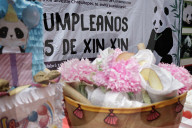 Xin Xin Panda Celebrates Her  35th Birthday