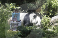 Xin Xin Panda Celebrates Her  35th Birthday