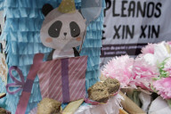 Xin Xin Panda Celebrates Her  35th Birthday