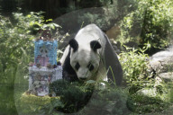 Xin Xin Panda Celebrates Her  35th Birthday