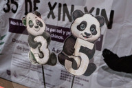 Xin Xin Panda Celebrates Her  35th Birthday