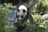 Xin Xin Panda Celebrates Her  35th Birthday