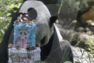 Xin Xin Panda Celebrates Her  35th Birthday