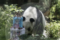 Xin Xin Panda Celebrates Her  35th Birthday