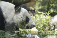 Xin Xin Panda Celebrates Her  35th Birthday