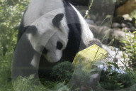 Xin Xin Panda Celebrates Her  35th Birthday