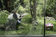 Xin Xin Panda Celebrates Her  35th Birthday