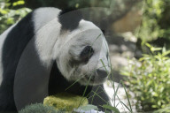 Xin Xin Panda Celebrates Her  35th Birthday