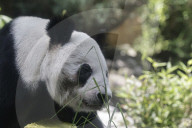 Xin Xin Panda Celebrates Her  35th Birthday