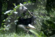35th Birthday Celebration For A Giant Panda Xin Xin