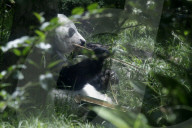 35th Birthday Celebration For A Giant Panda Xin Xin