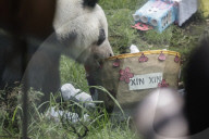 Xin Xin Panda Celebrates Her  35th Birthday