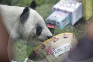 Xin Xin Panda Celebrates Her  35th Birthday