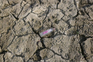 Heatwave Dries Up Kashmir's River Jhelum