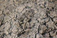 Heatwave Dries Up Kashmir's River Jhelum