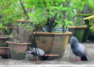 India Weather Bird