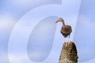 Wild Birds Of Florida Wetlands