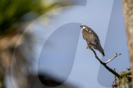 Wild Birds Of Florida Wetlands