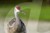 Wild Birds Of Florida Wetlands