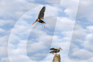 Wild Birds Of Florida Wetlands