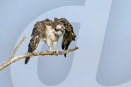 Wild Birds Of Florida Wetlands