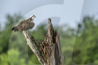 Wild Birds Of Florida Wetlands