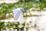 Wild Birds Of Florida Wetlands