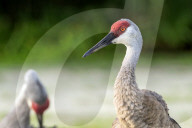 Wild Birds Of Florida Wetlands