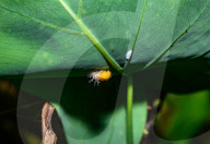 Mexican Bean Beetle Pupae - Agricultural Pest - Animal India