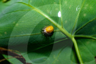 Mexican Bean Beetle Pupae - Agricultural Pest - Animal India