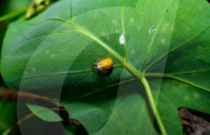 Mexican Bean Beetle Pupae - Agricultural Pest - Animal India