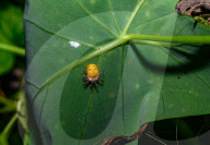 Mexican Bean Beetle Pupae - Agricultural Pest - Animal India