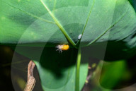 Mexican Bean Beetle Pupae - Agricultural Pest - Animal India